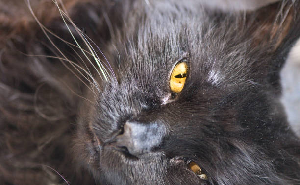 домашний кот - длинноволосая порода кошек - pampered pets animal domestic cat persian cat стоковые фото и изображения