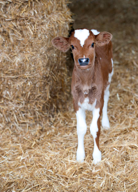 건지 송아지, 영국 봄, 도싯 시골 - guernsey cattle 뉴스 사진 이미지