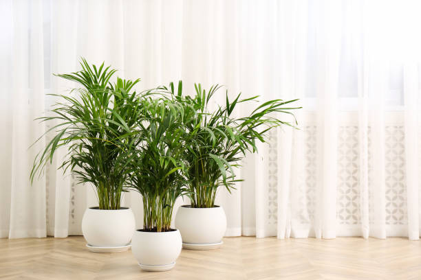 Beautiful indoor palm plants on floor in room, space for text. House decoration Beautiful indoor palm plants on floor in room, space for text. House decoration areca stock pictures, royalty-free photos & images