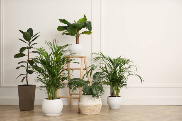 istock Different beautiful indoor plants in room. House decoration 1308621118