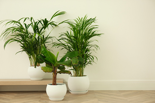 Different exotic house plants near white wall. Space for text