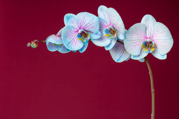 istock Blue Orchid flowers with dew drops with space for copy 1308622253