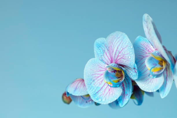 istock Blue Orchid flowers with dew drops on a blue background with space for copy 1308622285