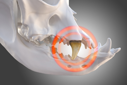 Dog skull and jaw. Tooth with visible plaque, tartar and calculus, 3d illustration