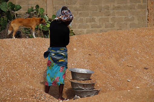 Avepozo, Togo - October 31, 2018: Woman sorts and collects sand at the beach of Avepozo, Togo, West Africa. The sand is used as building material.