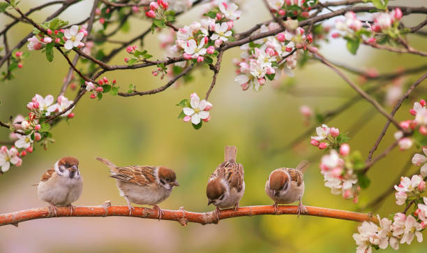 lustige vögel und vögel küken sitzen zwischen den zweigen eines apfelbaums mit weißen blumen in einem sonnigen frühlingsgarten - sperling stock-fotos und bilder