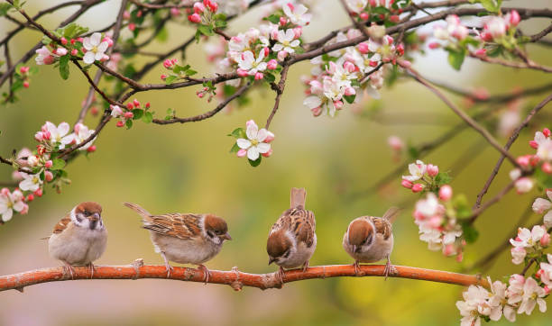 funny birds and birds chicks sit among the branches of an apple tree with white flowers in a sunny spring garden little funny birds and birds chicks sit among the branches of an apple tree with white flowers in a sunny spring garden sparrow stock pictures, royalty-free photos & images