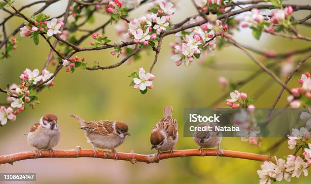 Funny Birds And Birds Chicks Sit Among The Branches Of An Apple Tree With White Flowers In A Sunny Spring Garden Stock Photo - Download Image Now