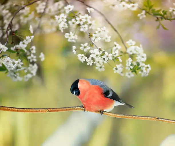 a red bullfinch bird sits on a cherry branch with white flowers in a warm spring garden