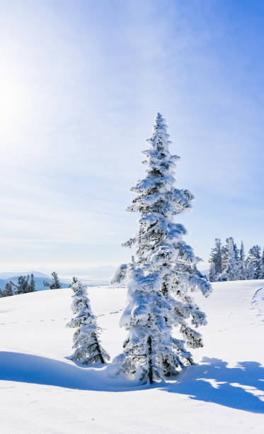 istock snow-covered trees in winter landscape 1308624252