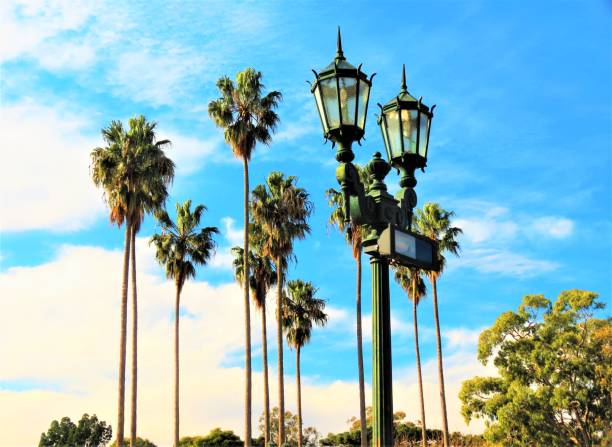 Palm trees and Street lantern.