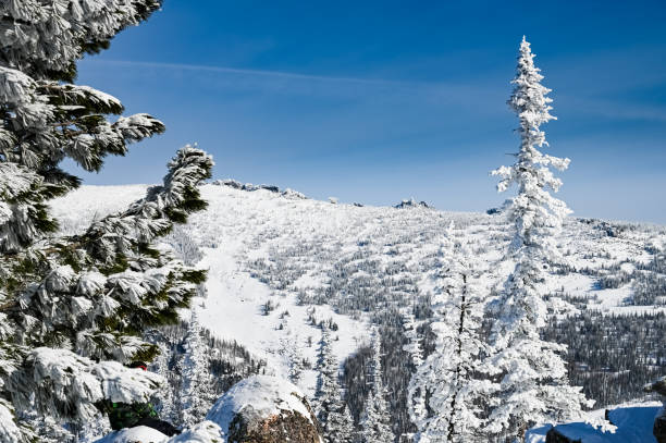 istock snow-covered trees in winter landscape 1308624303