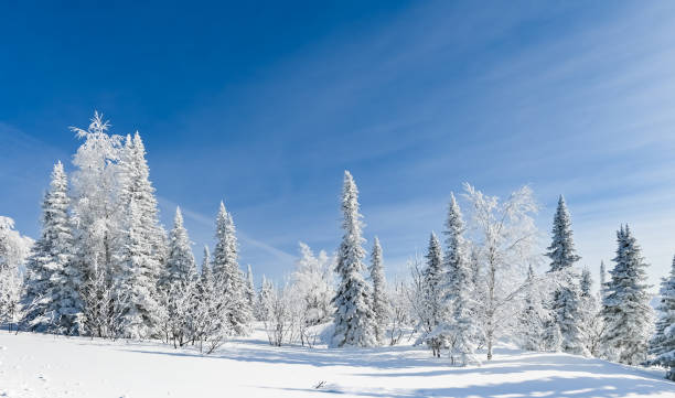 istock snow-covered trees in winter landscape 1308624330