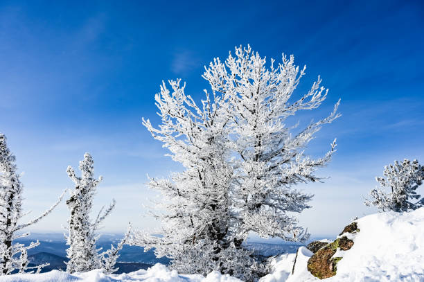istock snow-covered trees in winter landscape 1308624442