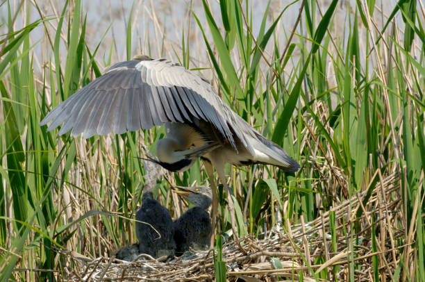 둥지에서 회색 헤론 (아르데아 시네레아) - gray heron 뉴스 사진 이미지