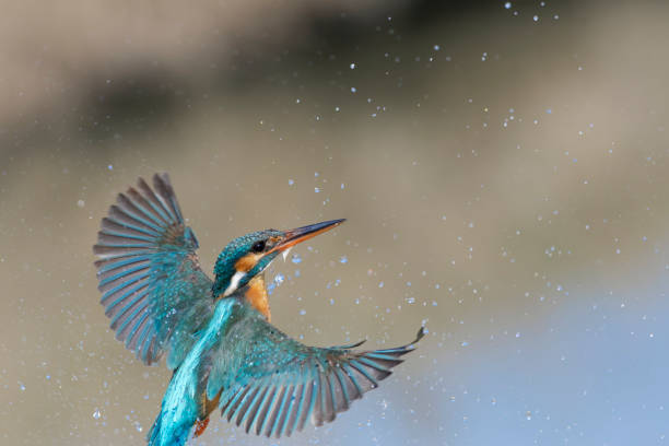 istock Kingfisher fishing (Alcedo atthis) 1308624811