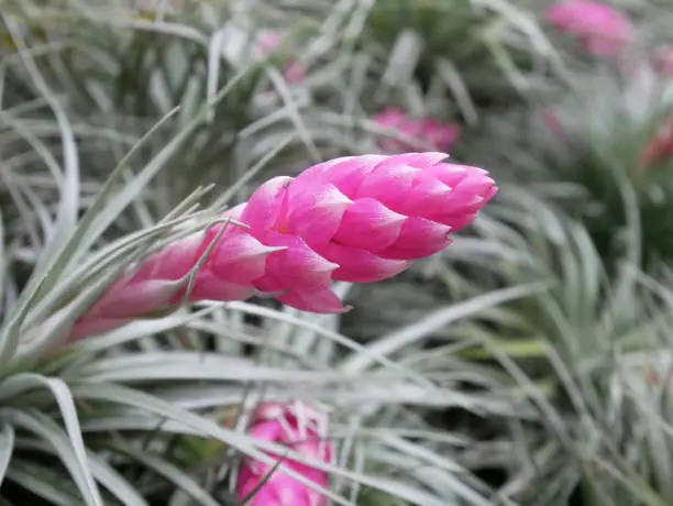 Closeup pink flower of Tillandsia houston (Hybrid with stricta X recurvifolia) air plant blooming in the garden.