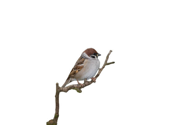 воробей дерева (пассер монтанус) - tree sparrow стоковые фото и изображения