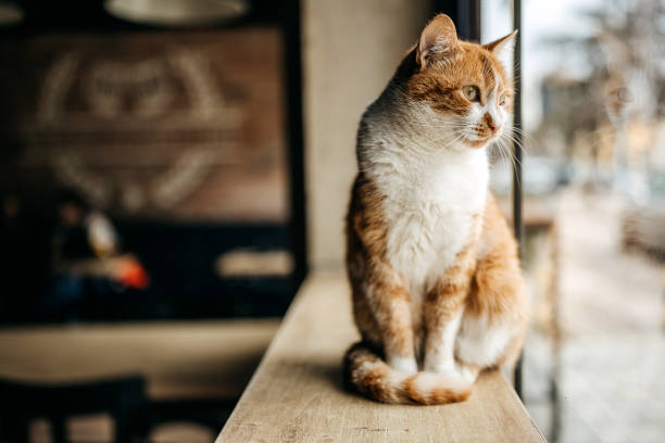 Cat sitting on countertop in a cafe stock photo