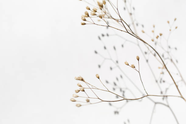 istock background with beige dried flower and its shadow on white 1308626616