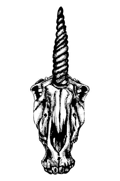 vector illustration of a black and white hand drawn skull unicorn vector art illustration