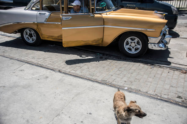 Havana, Cuba – 6/21/15: A taxi driver in vintage American Chevy Bel Air from the 50s waits for a fare in Havana, Cuba 6/21/15.