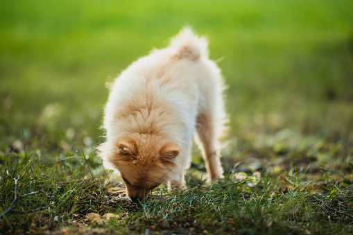 Cute Pomeranian puppy sniffing in grass.