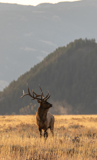 a bull elk during the fall rut in Grand Teton Nationa lPark Wyoming