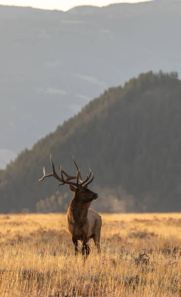 Bull Elk in the Fall Rut in Wyoming stock photo