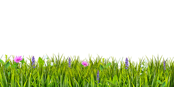 Green grass and wild flowers isolated on white background