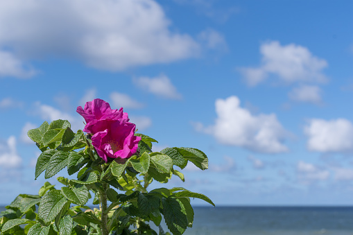 Pink rose hip flower against the background of the cold sea and cloudy sky. Copy space.