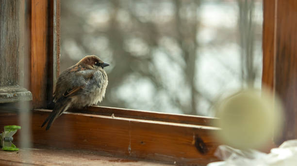 istock little sparrow sits on the balcony window, 1308631144