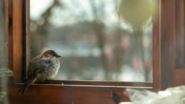 istock little sparrow sits on the balcony window, 1308631147
