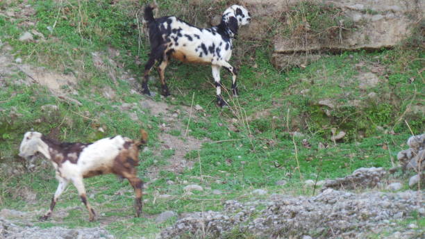 istock Pets at Dor River. Havelian, Abbotabad 1308631215