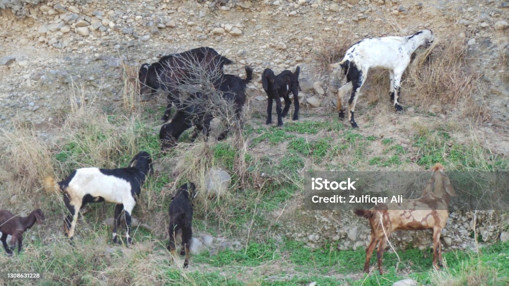Pets at Dor River. Havelian, Abbotabad - Royalty-free 2015 Foto de stock Pets at Dor River. Havelian, Abbotabad - Royalty-free 2015 Foto de stock