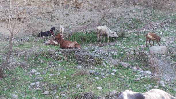 istock Goats at Dor River. Havelian, Abbotabad 1308631335