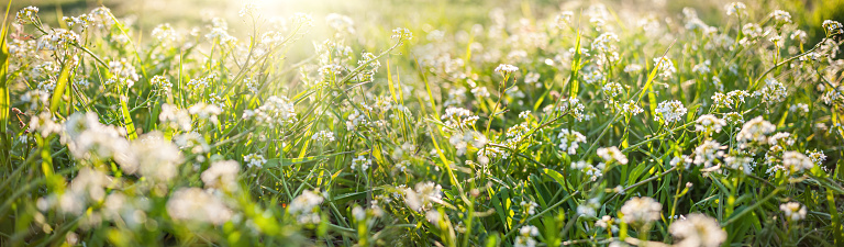 Spring or summer nature background with green grass and wild flowers