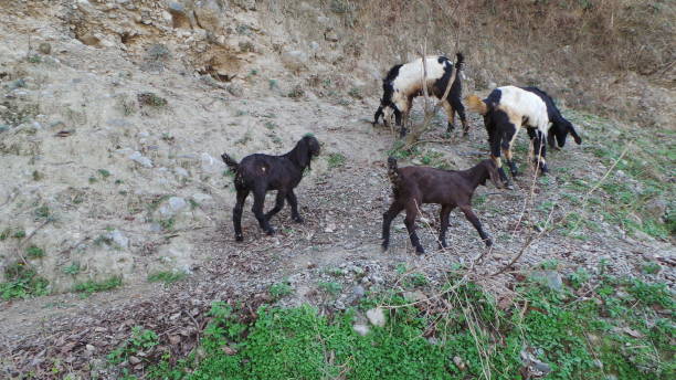 istock Animals at Dor River, Havelian, Abbotabad 1308632316