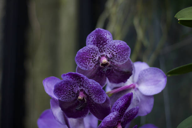 istock Beautiful purple coloured orchid against soft grey background with copy space 1308633193