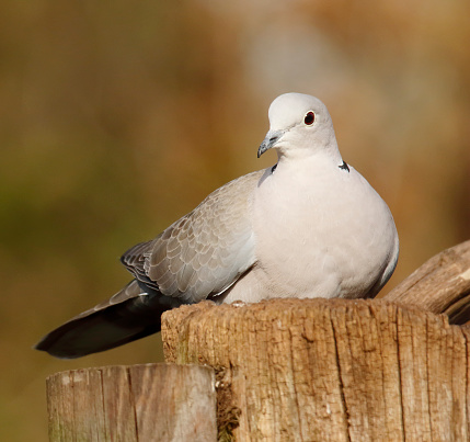 L 29-33cm, WS 48-53cm.\nBreeds in lowlands around farmyards and in towns, in parks and gardens where there are dense trees for nesting; avoid open, unbroken country.\nInvaded Europe from SE in recent times. Resident.\nFood mostly vegetable matter; often spilled grain, frequents silos and cultivated fields, in winter often in flocks. Confiding.\n\nThis is a very common Bird in the described Habitat in the Netherlands.