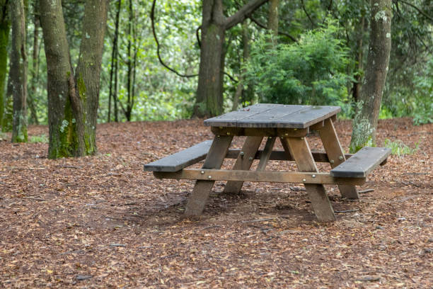 istock rustic wooden table with benches in the middle of a forest 1308637036