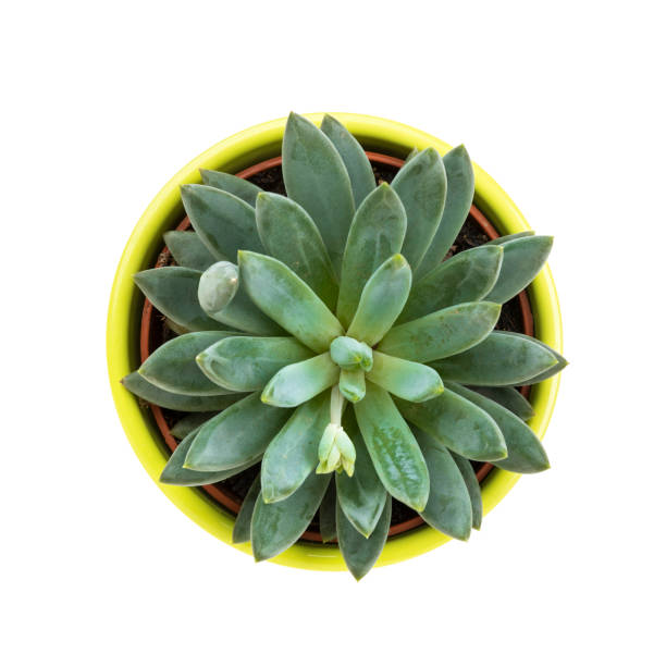 istock Potted succulent, pachyphytum hookeri, top view, isolated on white background 1308637611