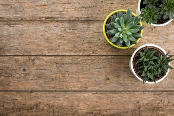 istock Three potted succulent plants on wooden background, top view with copy space 1308637825