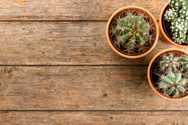istock Three potted cactus plants on wooden background, top view with copy space 1308637949