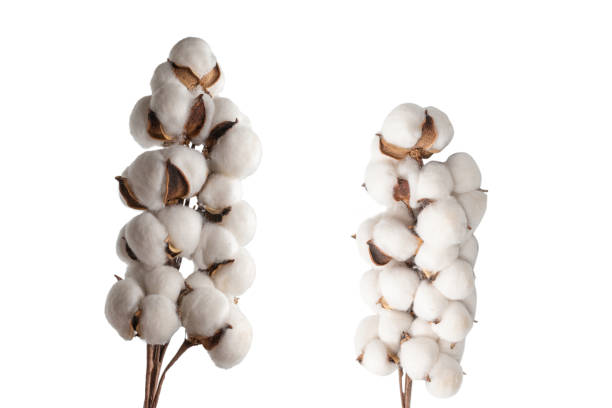istock Cotton flower branch isolated on white background. 1308638026