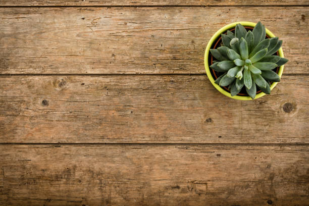 Rustic weathered wood background with potted succulent plant and copy space