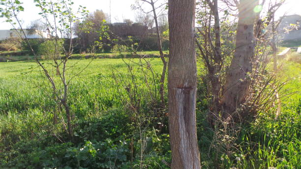 istock Greenery at Kooklian Village. Khan Khel, Haripur 1308638749
