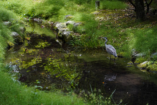 Japanese white egret while walking in clear waterway or canal under the tree in garden ,Japan.
