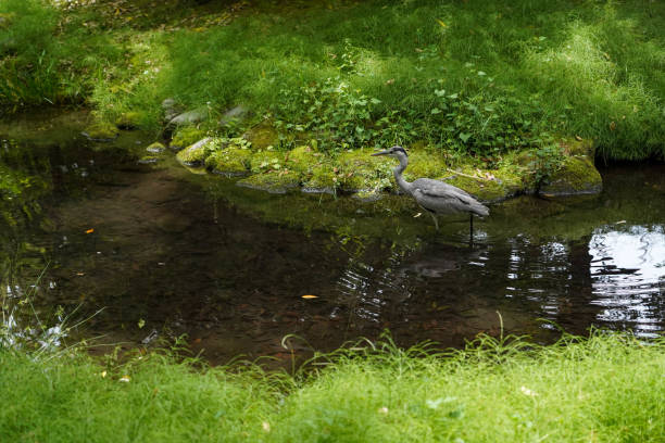 japoński egret spaceru w czystej drogi wodnej, piękna zielona trawa wzdłuż kanału w ogrodzie, japonia. - swan white grass park zdjęcia i obrazy z banku zdjęć