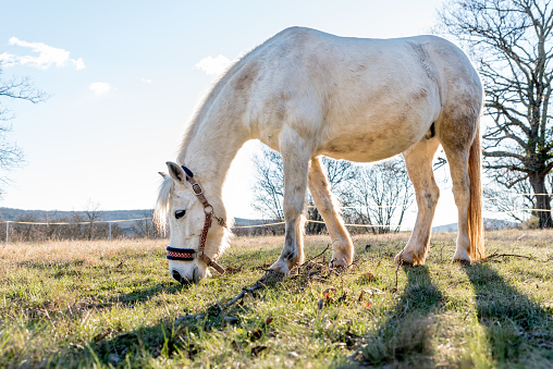 White Welsh Pony Enjoy in  the Winter Meadow